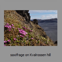 saxifrage on Kvalrossen hill